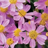 Arborix 6 x Mädchenauge 'American Dream' Coreopsis rosea Topf 9cm Lange Blütezeit