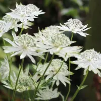 Arborix 6 x Große Sterndolde Astrantia Major Topf 9cm Schnittblume