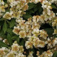 Arborix Schattenglöckchen 'Sarabande' Pieris japonica 20 bis 30 cm im Container Für Sauren Boden