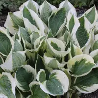 Arborix 6 x Funkie 'Krossa Regal' Hosta Topf 9cm Blaugrünes Laub