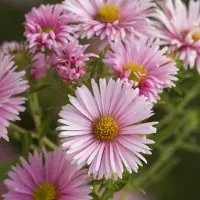 Arborix 6 x Raublatt-Aster 'Harrington's Pink' Aster Novae-angliae Topf 9cm Herbstblüher