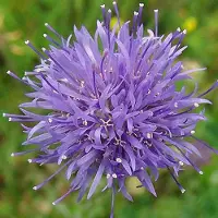 Arborix 6 x Sandglöckchen Jasione,aevis Topf 9cm Blaue Blüten