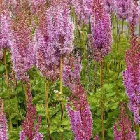 Arborix 6 x Lanzenspiere 'Superba' Astilbe chinensis Topf 9cm Schnittblume