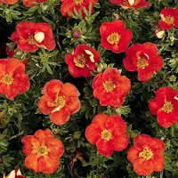 Arborix Fingerstrauch 'Red Ace' Potentilla fruticosa 20 bis 25 cm im Container Rote Blüten