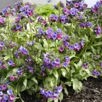 Arborix 6 x Lungenkraut 'Smokey Blue' Pulmonaria Topf 9cm Immergrün