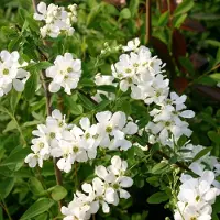 Arborix Prunkspiere 'The Bride' Exochorda 50 bis 60 cm im Container Weiße Blüten