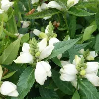 Arborix 6 x Schlangenkopf 'Alba' Chelone obliqua Topf 9cm Weiße Blüten
