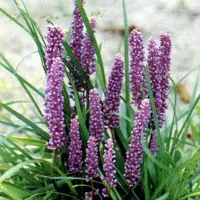 Arborix 6 x Lilientraube Liriope Muscari Topf 9cm Beetrandpflanze