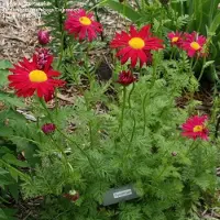 Arborix 6 x Mutterkraut 'Robinson's Red' Tanacetum Topf 9cm Schnittblume