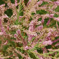 Arborix Frühlingstamariske Tamarix tetrandra 60 bis 80 cm im Container Frühjahrsblüher