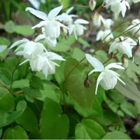 Arborix 6 x Elfenblume 'Niveum' Epimedium youngianum Topf 9cm Weiße Blüten
