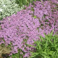 Arborix 6x Sand-Thymian Thymus serpyllum Topf 9 cm Bodendeckend