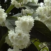 Arborix Sternchenstrauch Deutzia magnifica 60 bis 80 cm im Container Reichblühend