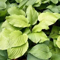 Arborix 6 x Funkie 'Honeybells' Hosta Topf 9cm Duftende Blüten