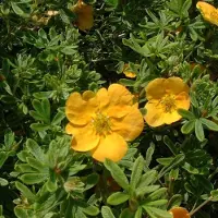 Arborix Fingerstrauch 'Tangerine' Potentilla fruticosa 20 bis 25 cm im Container Orange Blüten