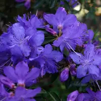 Arborix Rhododendron 'Gristede' 20 bis 30 cm im Container Für Sauren Boden