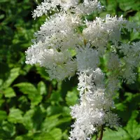 Arborix 6 x Prachtspiere 'Brautschleier' Astilbe arendsii Topf 9cm Weiße Blütenfedern