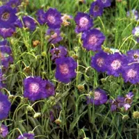 Arborix 6 x Skabiose 'Clive Greaves' Scabiosa caucasica Topf 9cm Hellblaue Blüten