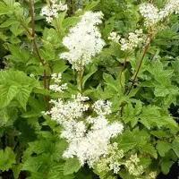 Arborix 6 x Echtes Mädesüß Filipendula ulmaria Topf 9cm Cremeweiße Blüten