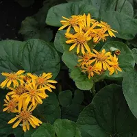 Arborix 6 x Goldkolben 'Desdemona' Ligularia dentata Topf 9cm Dunkles Laub