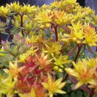 Arborix 6 x Fetthenne 'Weihenstephaner Gold' Sedum floriferum Topf 9cm Schmetterlingspflanze