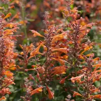 Arborix 6x Duftnessel 'Tangerine Dream' Agastache Topf 9 cm Orange Blüten
