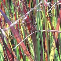 Arborix 6 x Rutenhirse 'Heiliger Hain' Panicum virgatum Topf 9cm Herbstfärbung