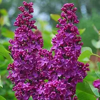 Arborix Edelflieder 'Andenken an Ludwig Späth' Syringa vulgaris 40 bis 60 cm im Container Duftende Blüten