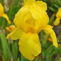 Arborix 6 x Schwertlilie 'Ola Kala' Iris germanica Topf 9cm Gelbe Blüten
