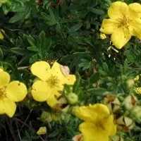 Arborix Fingerstrauch 'Goldstar' Potentilla fruticosa 25 bis 30 cm im Container Buschig Wachsend