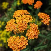 Arborix 6 x Schafgarbe 'Walter Funcke' Achillea Topf 9cm Schnittblume