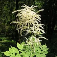 Arborix 6 x Wald-Geißbart Aruncus dioicus Topf 9cm Weiße Blüten