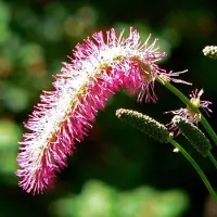 Arborix 6 x Japanischer Wiesenknopf Sanguisorba obtusa Topf 9cm Schnittblume