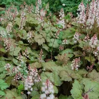 Arborix 6 x Schaumblüte Tiarella Wherryi Topf 9cm Herbstfärbung