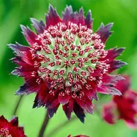 Arborix 6x Sterndolde 'Moulin Rouge' Astrantia Major Topf 9 cm Dunkelrote Blüten