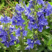 Arborix 6 x Ehrenpreis 'Knallblau' Veronica austriaca Topf 9cm Beetrandpflanze