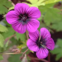 Arborix 6 x Storchschnabel 'Ann Folkard' Geranium Topf 9cm Lange Blütezeit