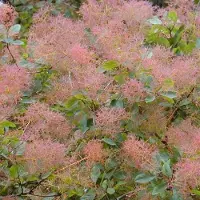 Arborix Perückenstrauch Cotinus coggygria 40 bis 60 cm im Container Herbstfärbung