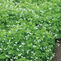 Arborix 6 x Waldmeister Galium odoratum Topf 9cm Immergrün