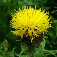 Arborix 6 x Riesen-Flockenblume Centaurea macrocephala Topf 9cm Beetrandpflanze
