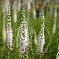 Arborix 6 x Ehrenpreis 'Schneeriesin' Veronica,ongifolia Topf 9cm Staude