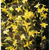 Arborix Winterjasmin Jasminum nudiflorum 50 bis 60 cm im Container Gelbe Blüten