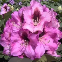 Arborix Rhododendron 'Kokardia' 40 bis 50 cm im Container Für Sauren Boden