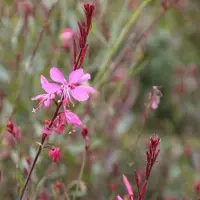 Arborix 6 x Prachtkerze 'Siskiyou Pink' Gaura Lindheimeri Topf 9cm Rosa Blüten