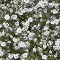 Arborix 6 x Schleierkraut 'Bristol Fairy' Gypsophila paniculata Topf 9cm Schnittblume