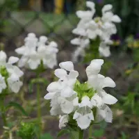 Arborix 6 x Braunelle 'Alba' Prunella grandiflora Topf 9cm Beetrandpflanze