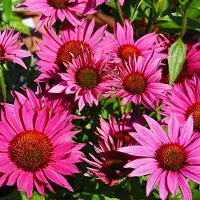 Arborix 6x Scheinsonnenhut 'JS Roho' Echinacea purpurea Topf 9 cm Robuste Staude