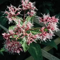 Arborix 6 x Purpur-Wasserdost Eupatorium purpureum Topf 9cm Für Sonne bis Halbschatten