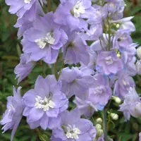 Arborix 6 x Rittersporn 'Cameliard' Delphinium Topf 9cm Lavendelblaue Blüten