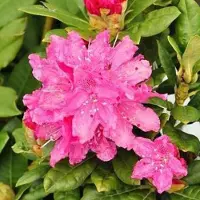 Arborix Rhododendron 'Rocket' 40 bis 50 cm im Container Für Sauren Boden